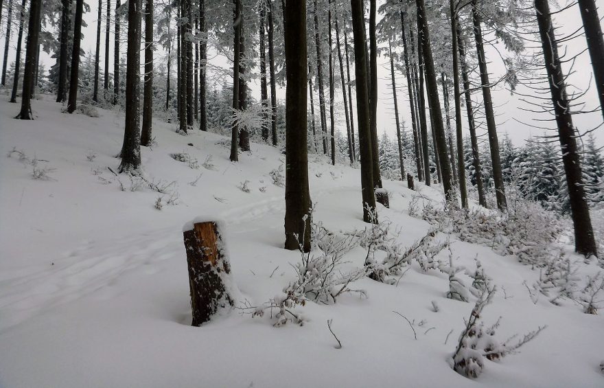 Lesní napojení na zelenou turistickou značku