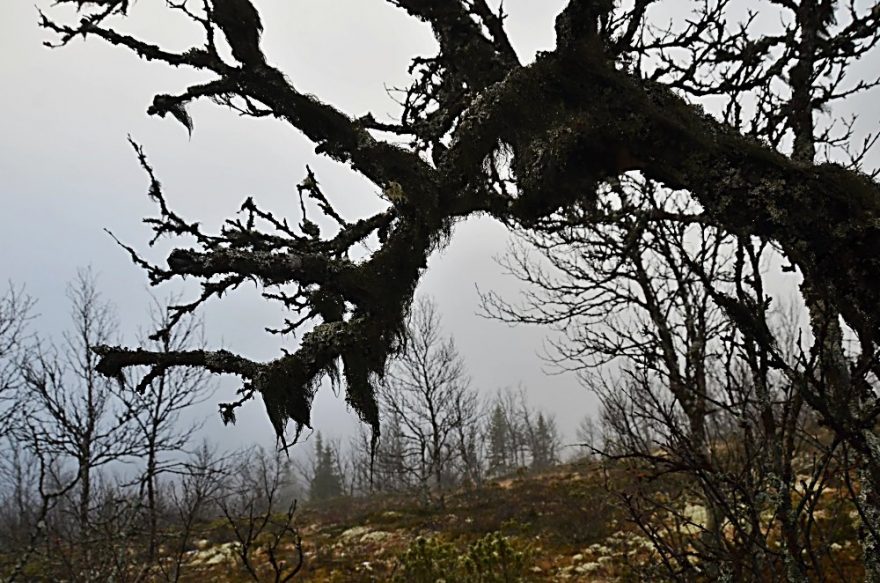 Stromy jsou už oblečené, připravené na tuhou zimu