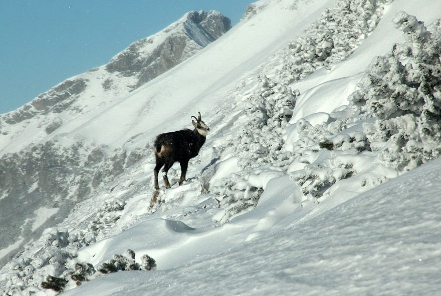 Kamzíkovi evidentně nevadíme