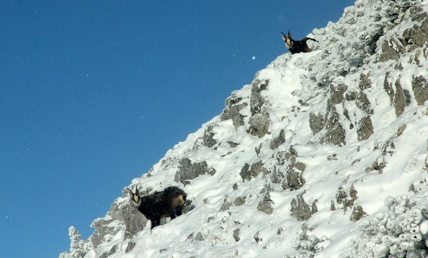 I kolegové kamzíci nemají problém s naší přítomností