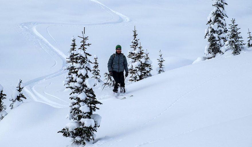 Španěl Albert si dává pár obloučků mezi stromkama na Hermit Trail