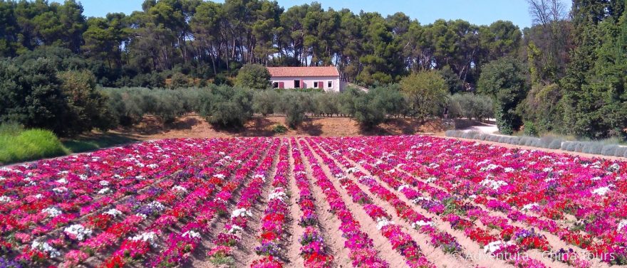 Nedaleko St.-Rémy-de-Provence, Andrea Sedláčková, Francie