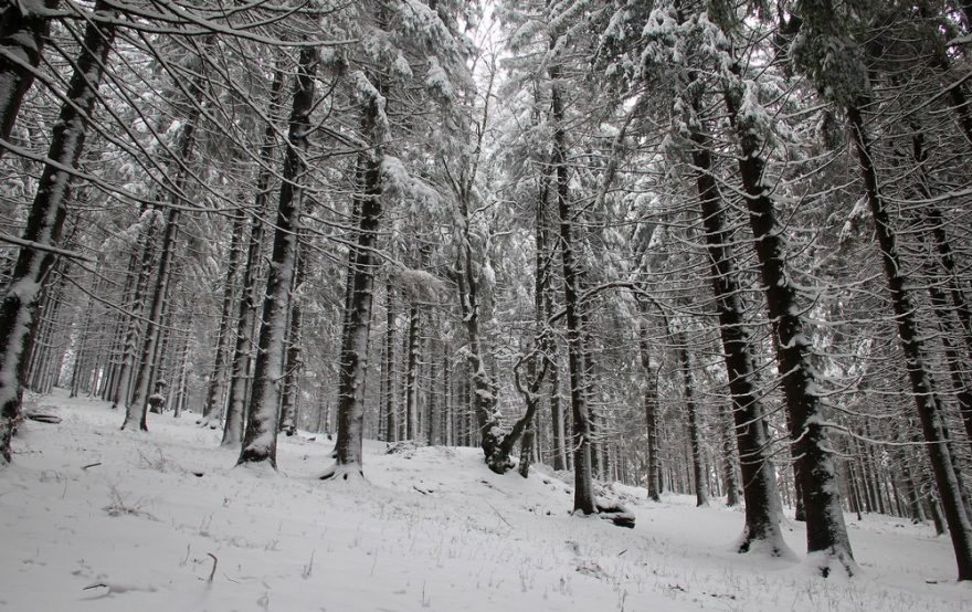 Parádní les na svazích Giguly