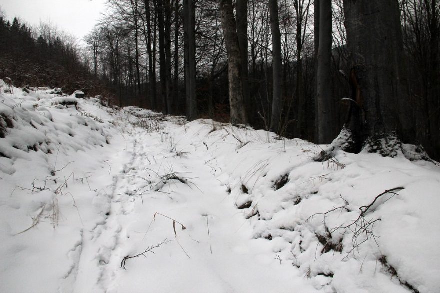 Pomalu zarůstající malý úvoz podél nové stromové výsadby