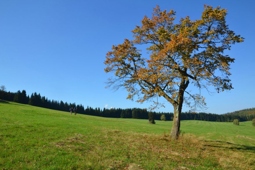 Louka, kde stávala osada Hraničky, Rychlebské hory.